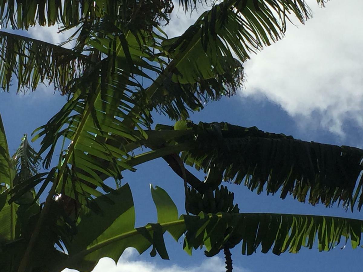 Banana Tree Lodge Jamestown Exterior foto